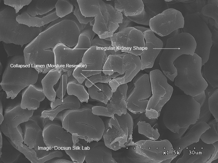 Cotton cross-section showing collapsed lumen moisture reservoir