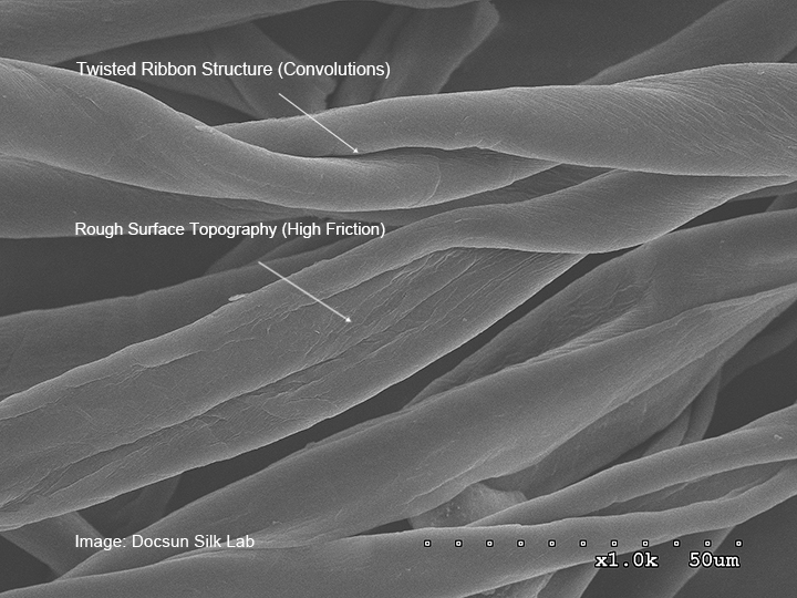 Cotton longitudinal view showing twisted ribbon structure